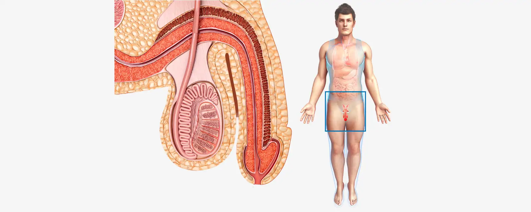 페어리큐라이제미